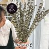 乾燥尤加利葉