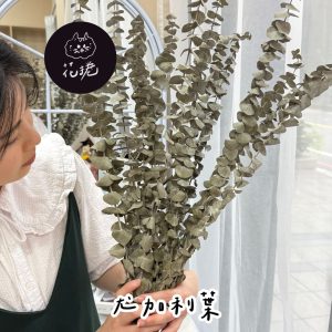 永生卡斯比亞