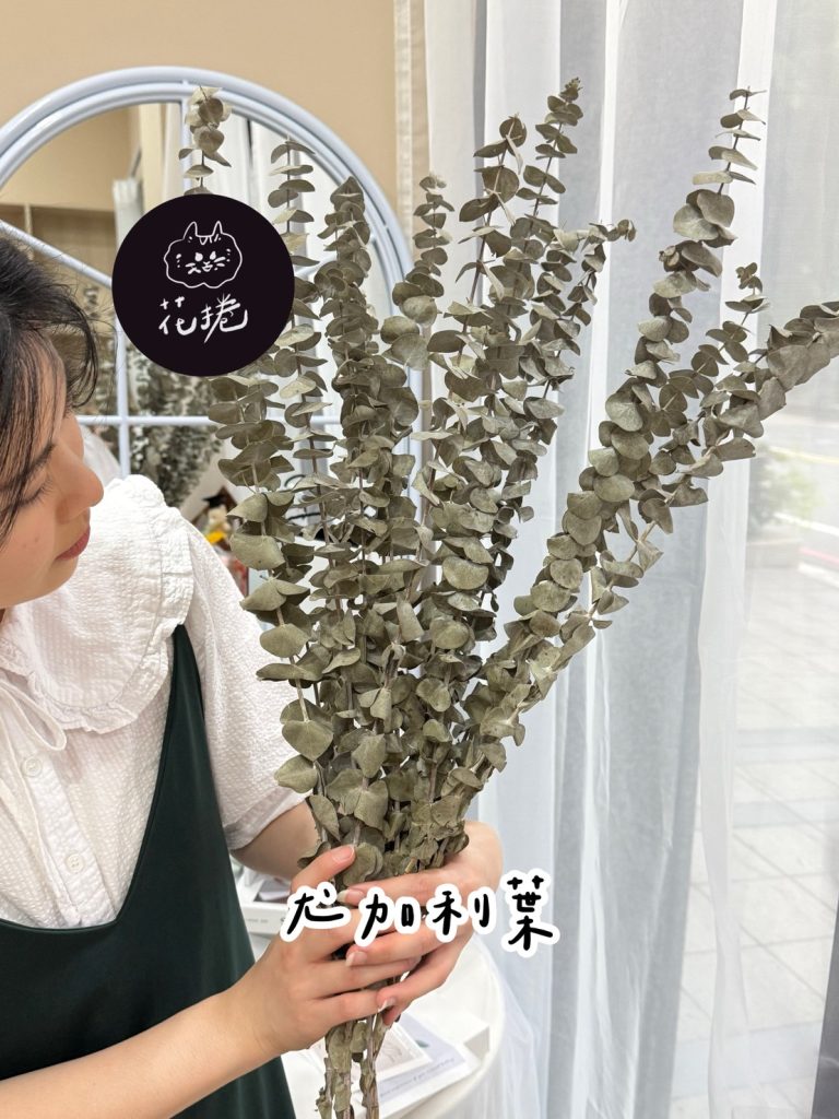 乾燥尤加利葉