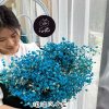 永生滿天星