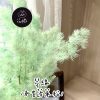 永生蓬萊松