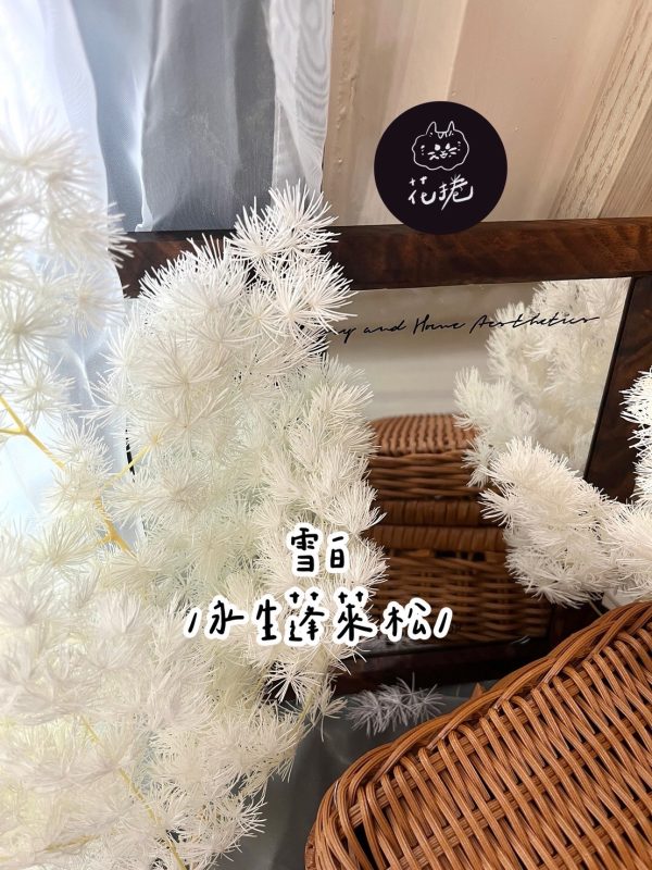 永生蓬萊松